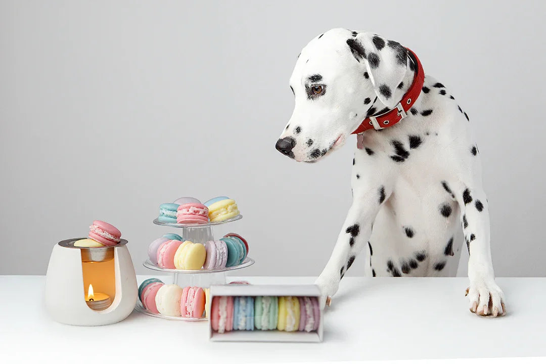 Tart Brucia Essenze Macaron | Set 5 Fragranze - Lumiher - LumiHer