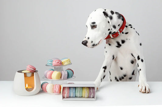 Tart Brucia Essenze Macaron | Set 5 Fragranze - Lumiher - LumiHer